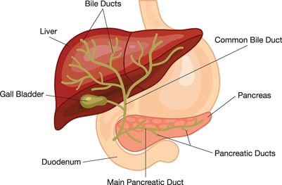 The liver, pancreas, duodenum, gallbladder, and bile ducts.
