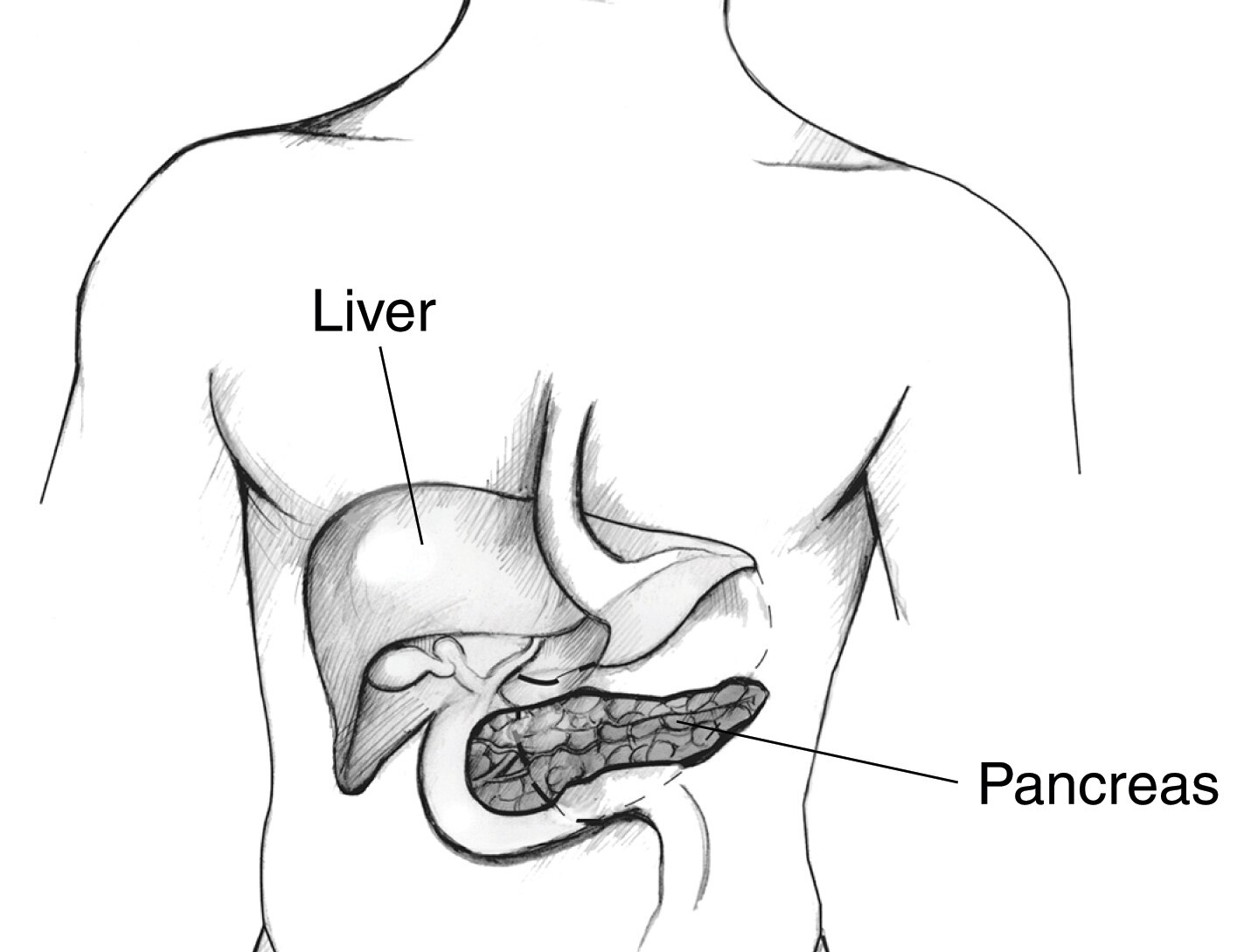 Diagram Of Liver And Pancreas Draw A Neat Labelled Diagram The Best