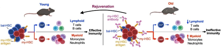 Illustration depicting model to rejuvenate aged immune systems by depleting myeloid-biased hematopoietic stem cells. Accessible description available below.