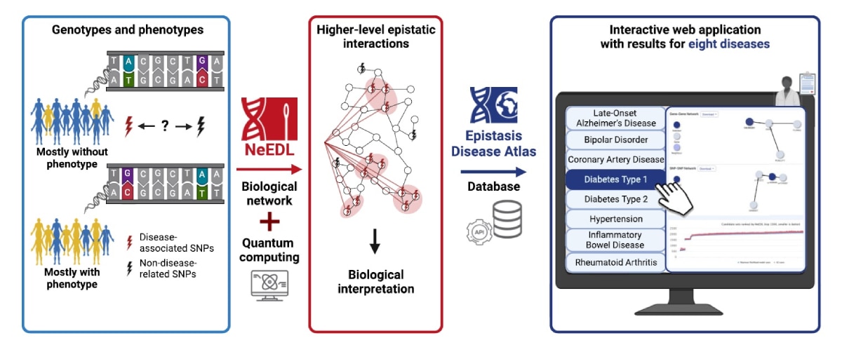 A depiction of NeEDL and the Epistasis Disease Atlas. Accessible description available below.