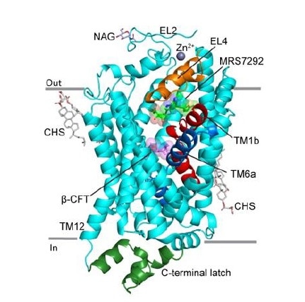 A 3D representation of the human dopamine transporter.