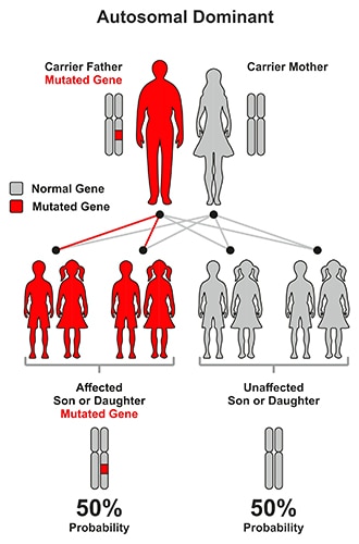 常染色体显性模式图示。携带疾病基因的父母的孩子有50%的几率不会患上疾病，50%的几率会患上疾病。