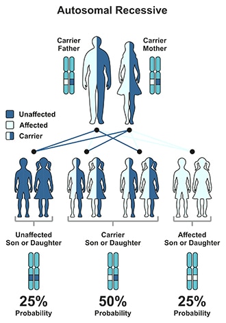 常染色体隐性模式图示。携带者父亲和母亲的孩子有25%的几率不会患此病，50%的几率成为携带者，25%的几率患此病。