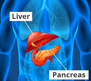Ilustración del hígado y el páncreas.