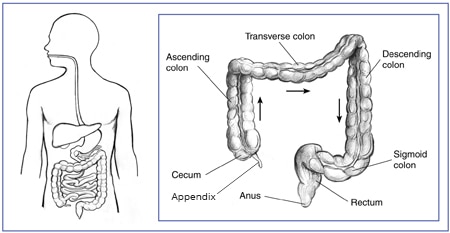 About the Lower GI Tract - NIDDK