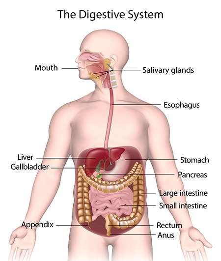Human model showing the digestive system, which includes the mouth, salivary glands, esophagus, stomach, liver, gallbladder, pancreas, large and small intestines, appendix, rectum, and anus.
