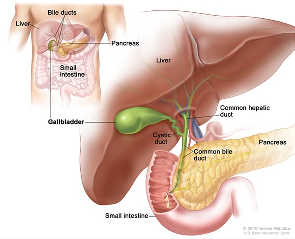 human pancreas diagram