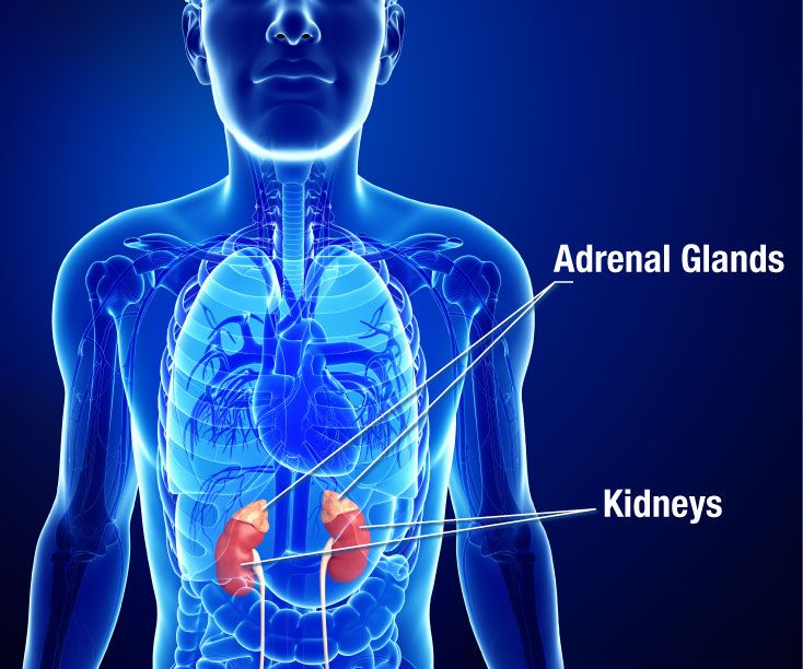 adrenal gland location in human body