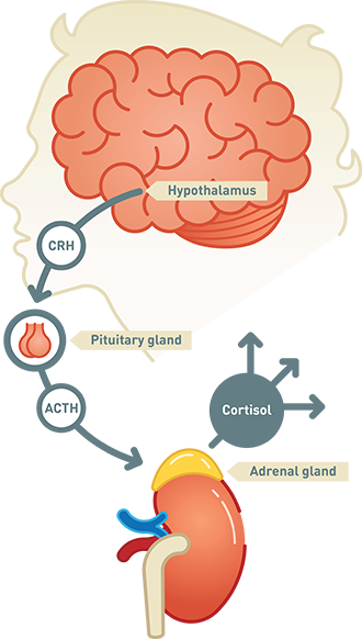 pituitary gland adrenal gland