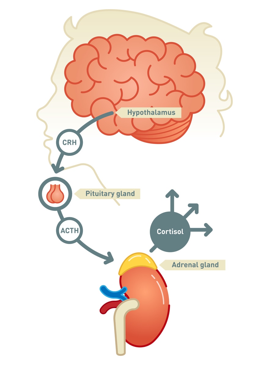 what hormones does the adrenal gland produce