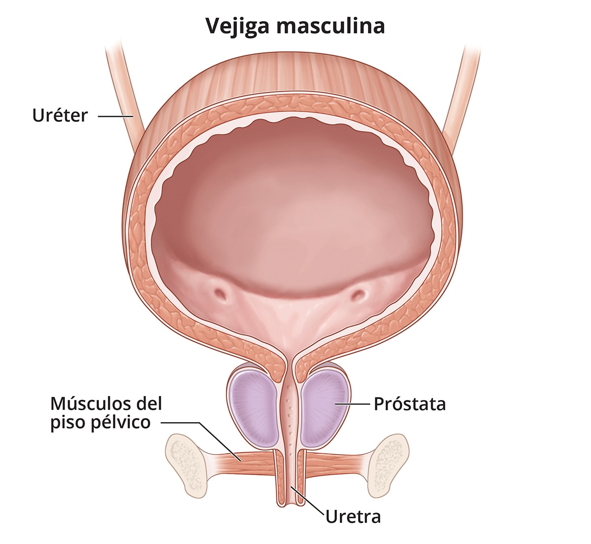 Síntomas y causas de los problemas de control de la vejiga (incontinencia urinaria) foto imagen