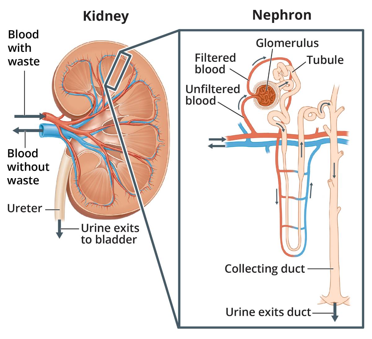 肾脏的横切面，显示血和尿的流动，肾单位的放大图，显示肾小球、肾小管、集合管以及血和尿流。