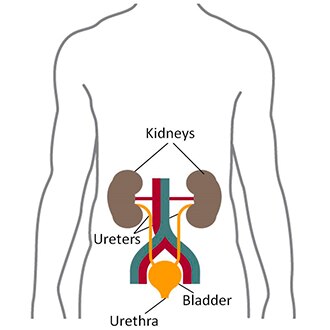 Illustration of a human torso showing the kidneys, ureters, bladder, and urethra.