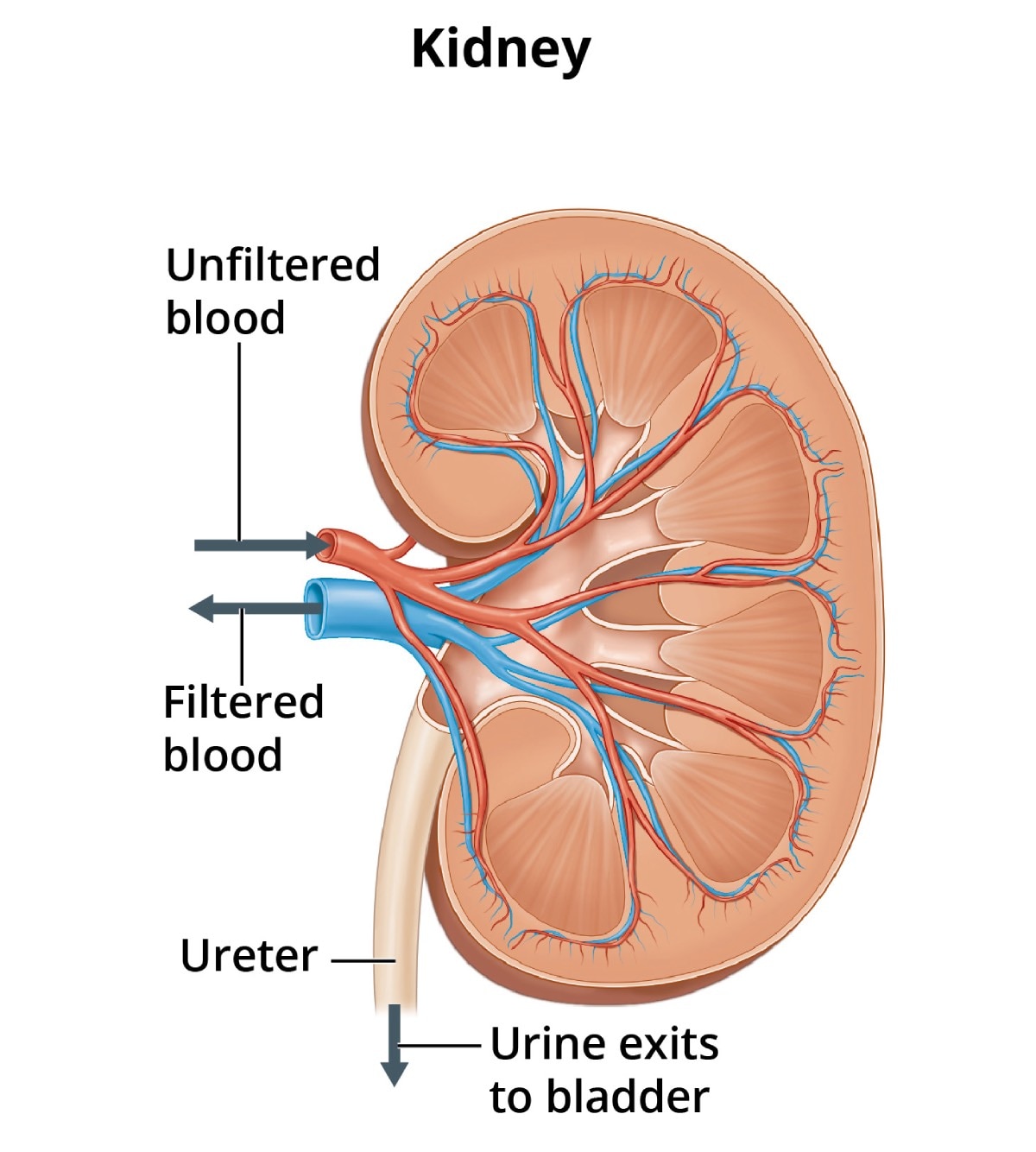 kidney and bladder anatomy