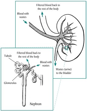 Drawing of the kidney. Blood with wastes enters the kidney, filtered blood exits, and wastes go to the bladder. Inset shows a nephron with glomerulus and tubule.