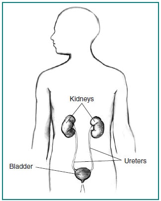 hernia of the tube connecting the kidney and bladder