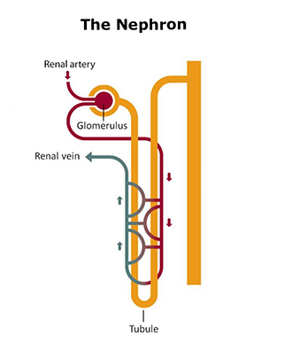 Your Kidneys & How They Work | NIDDK