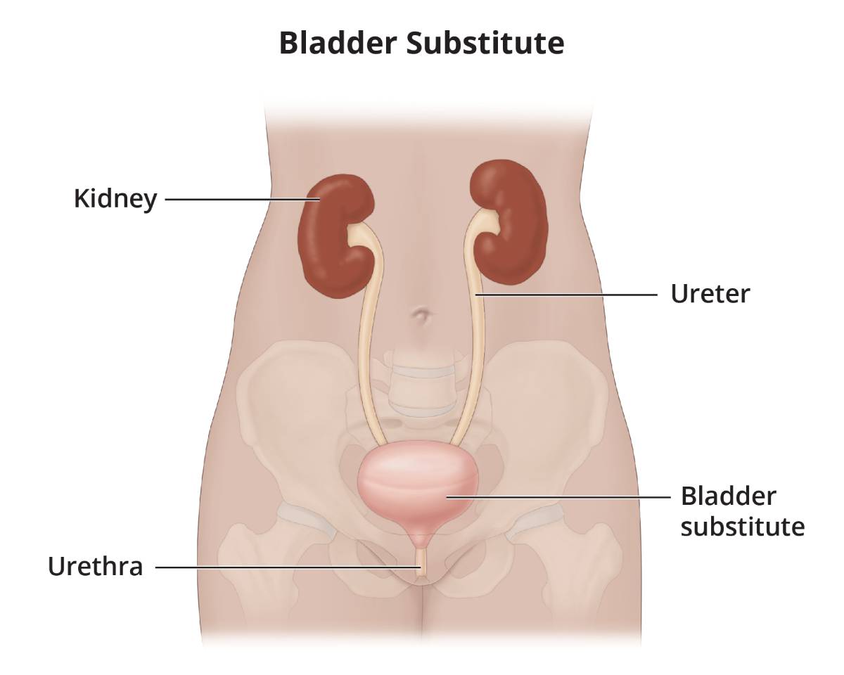 Solved Urinary bladder The urinary bladder is a collapsible