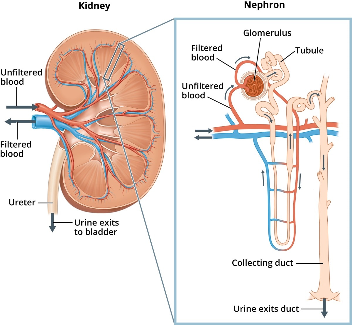 glomerulus anatomy
