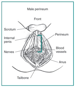 Perineum: Location, Anatomy, Function & Conditions