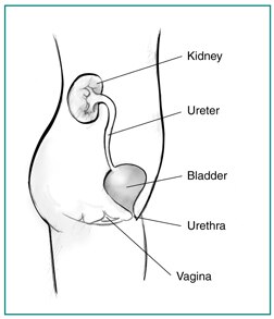 urinary female tract children incontinence side niddk kidney vagina