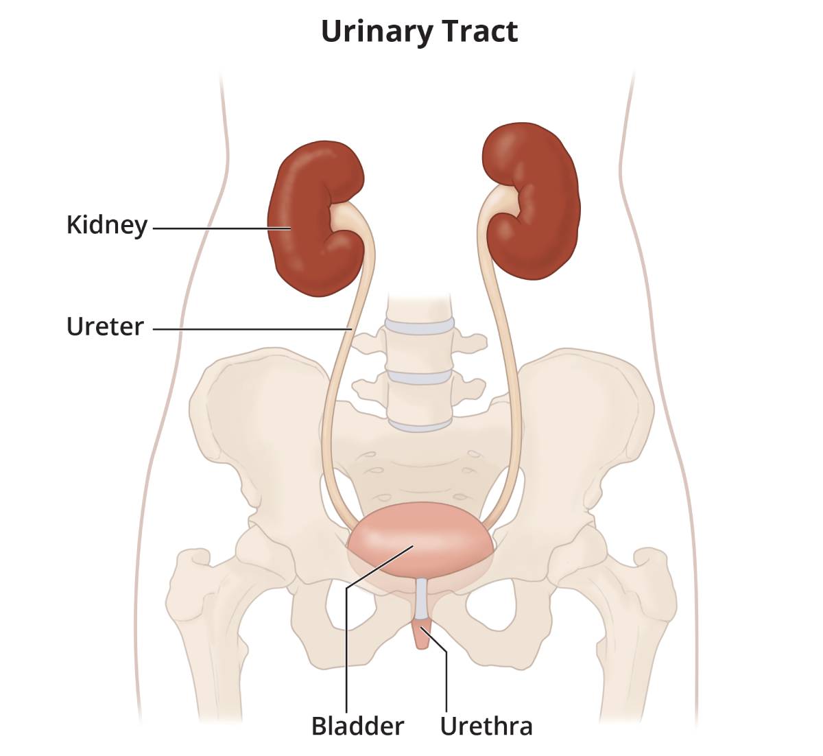 the urinary system for kids