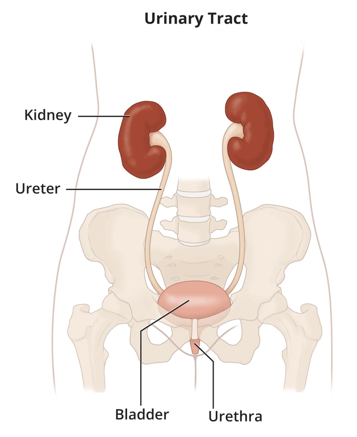 Description of urinary system