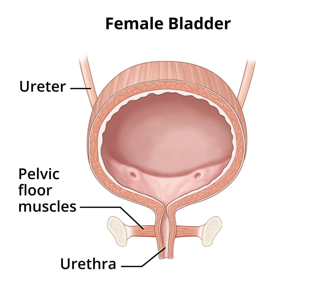 symptoms causes of bladder control problems urinary incontinence niddk