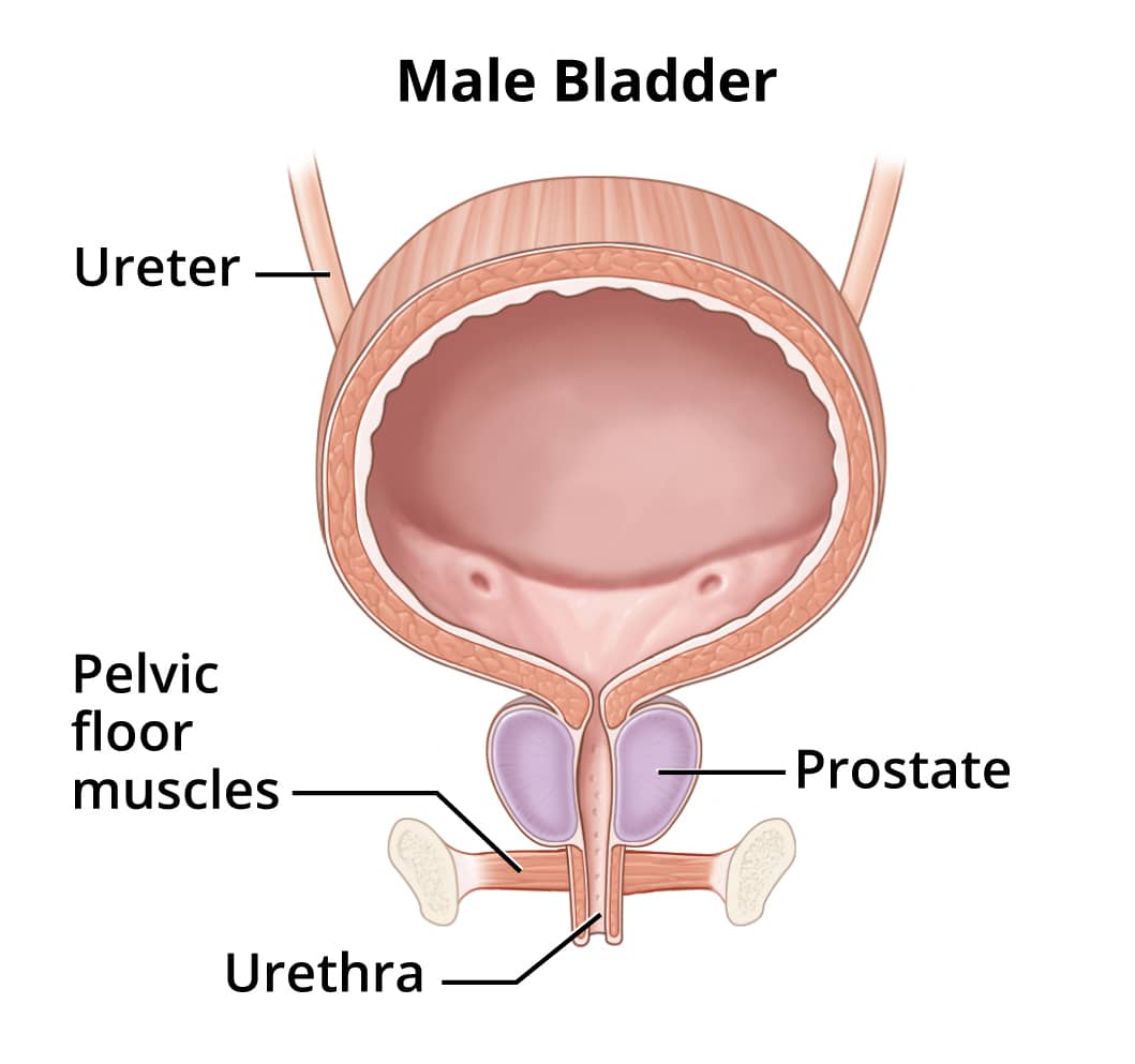 symptoms causes of bladder control problems urinary incontinence niddk