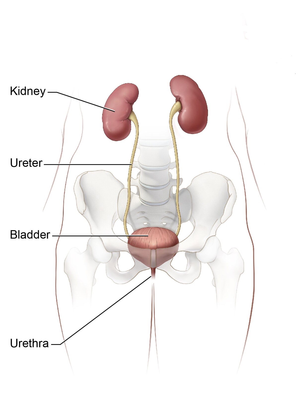 The Urinary Tract How It Works Niddk