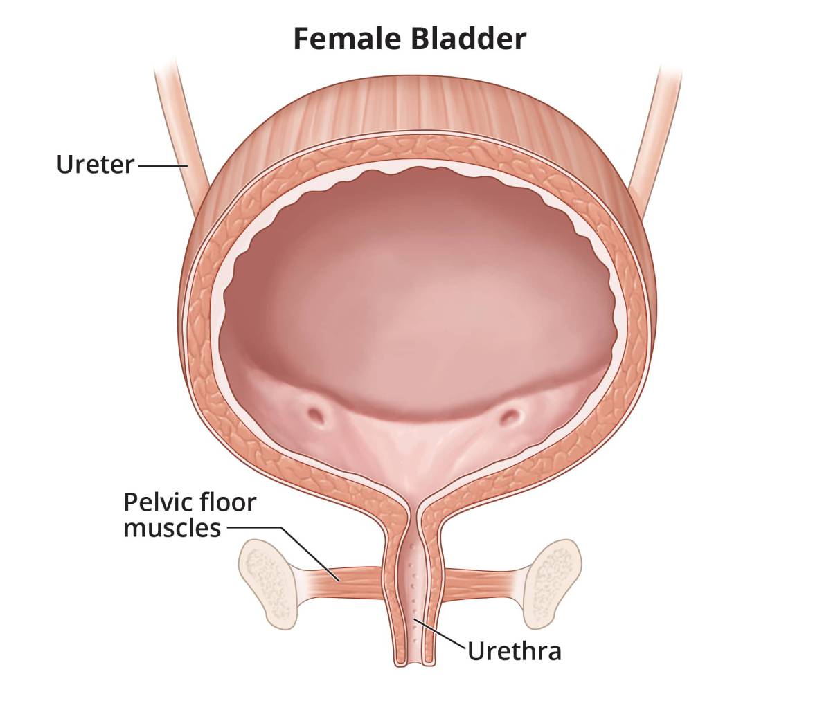 Weak bladder: Common signs of weak pelvic muscles in women