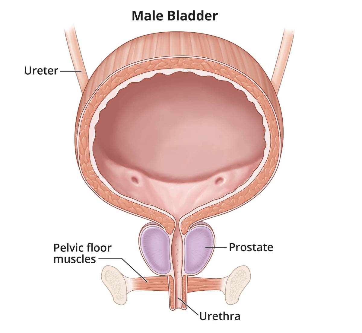 Urine drip deals after urination