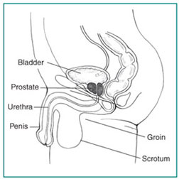 Drawing of the side view of the male lower urinary tract, with labels pointing to the bladder, groin, penis, prostate , scrotum, and urethra.