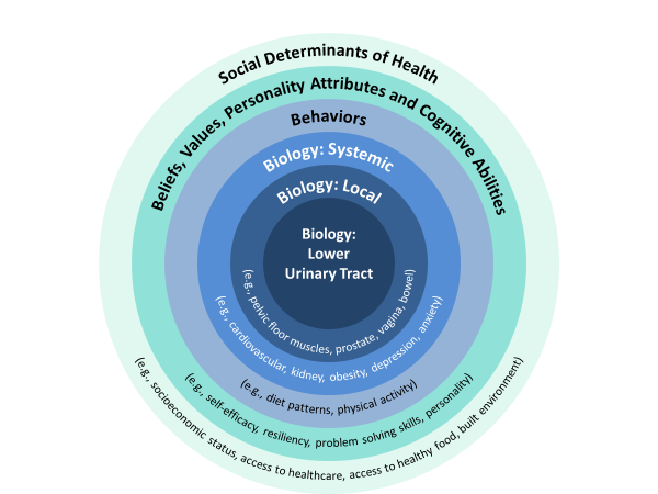 Depicting the various factors that affect urinary incontinence: Social Determinants of Health (e.g., socioeconomic status, etc.)