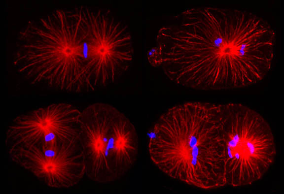 Bipolar and monopolar spindle assembly in wild-type and mutant C. elegans embryos