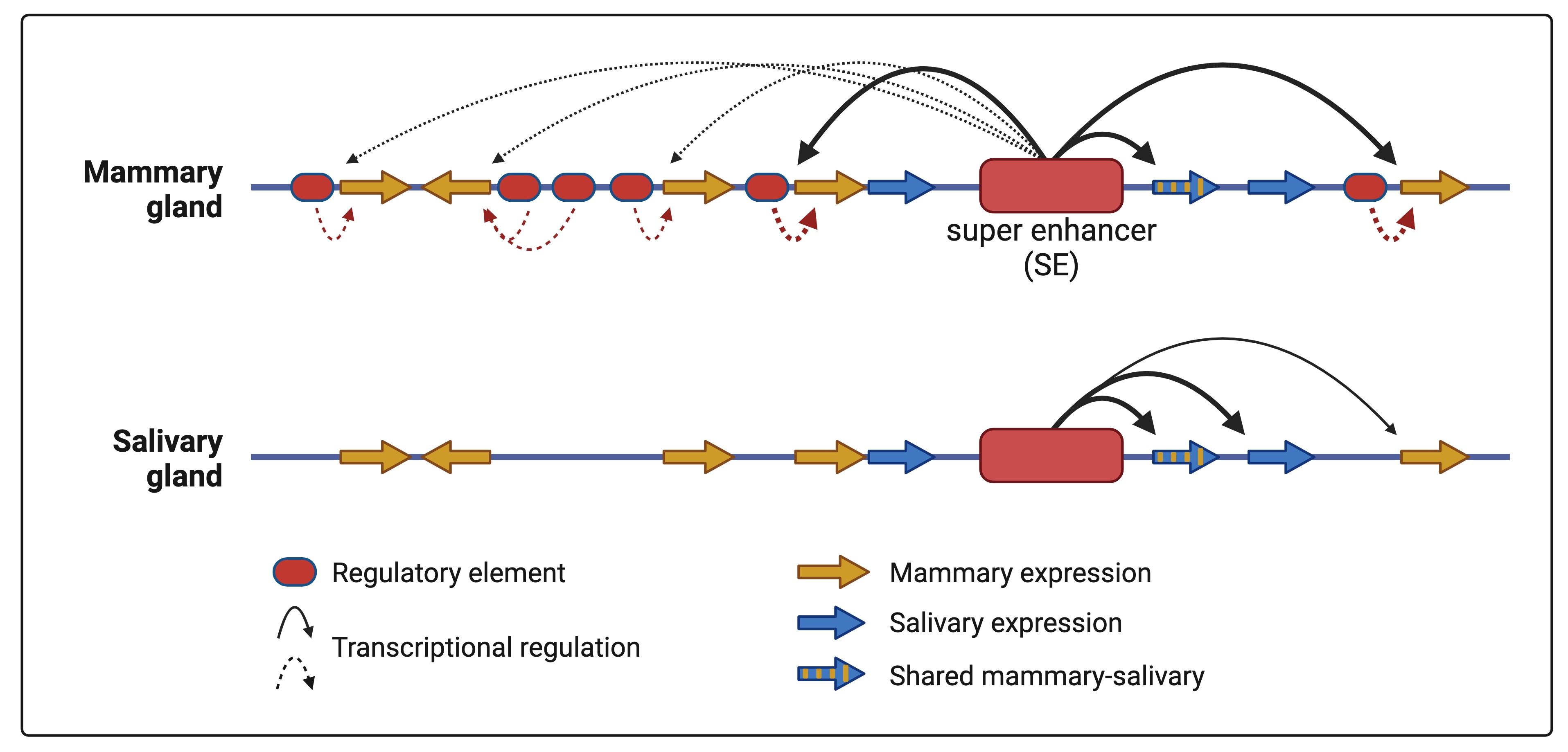 Cell-specific and shared regulatory elements control a multigene locus active in mammary and salivary glands