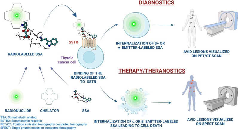 Diagram of radiolabeled somatostatin analogs targeting somatostatin receptors.