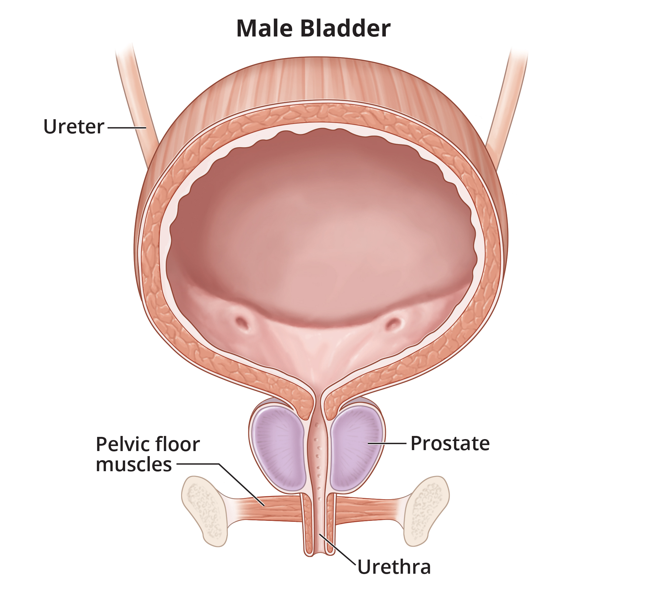 bladder model labeled