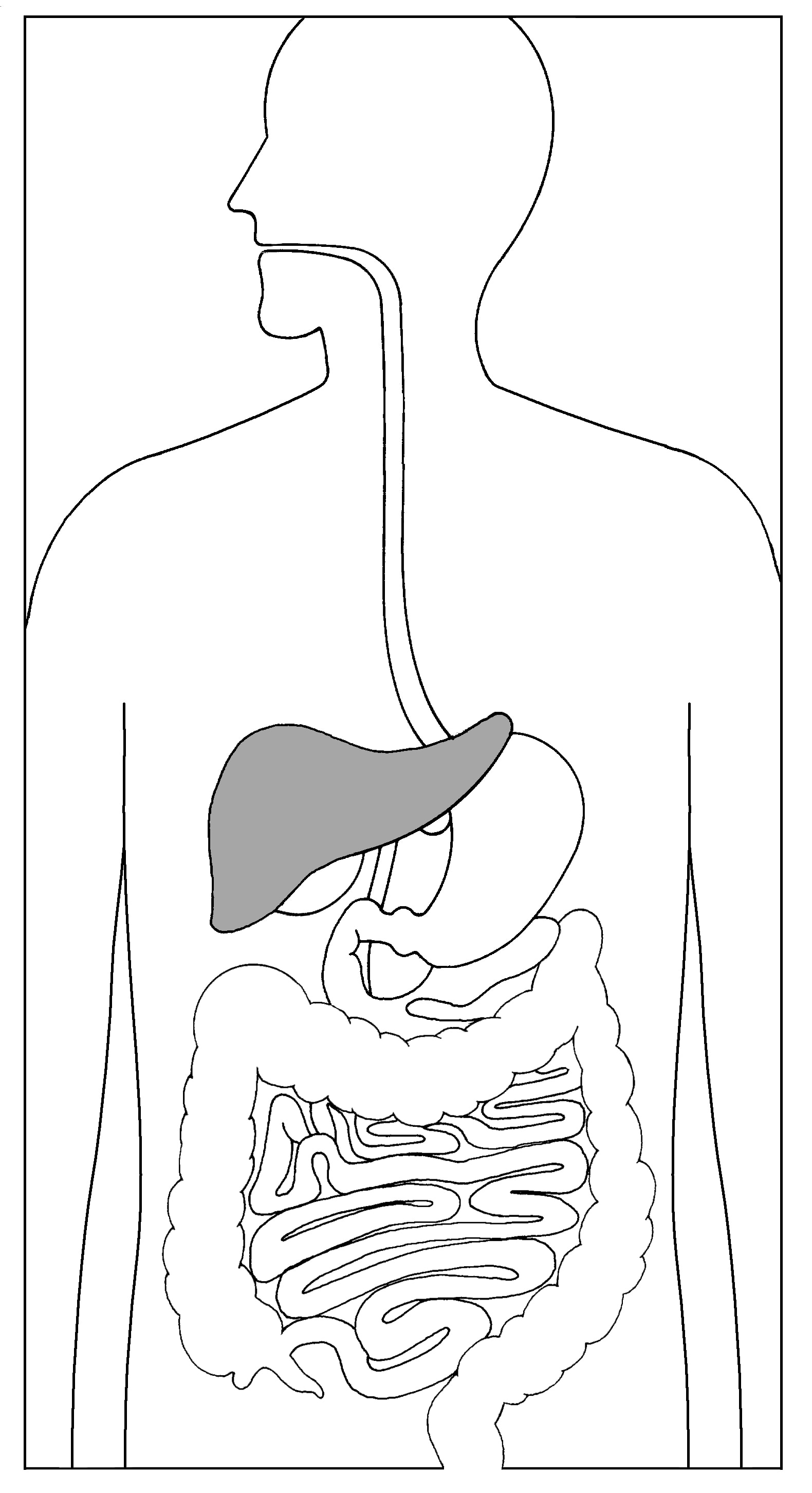 Digestive System Coloring page | Digestive system, Human digestive system,  Body systems
