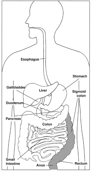 The Digestive System Focusing on the Sigmoid Colon, Rectum, and Anus ...