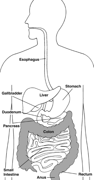 Rectum And Anus Digestive System