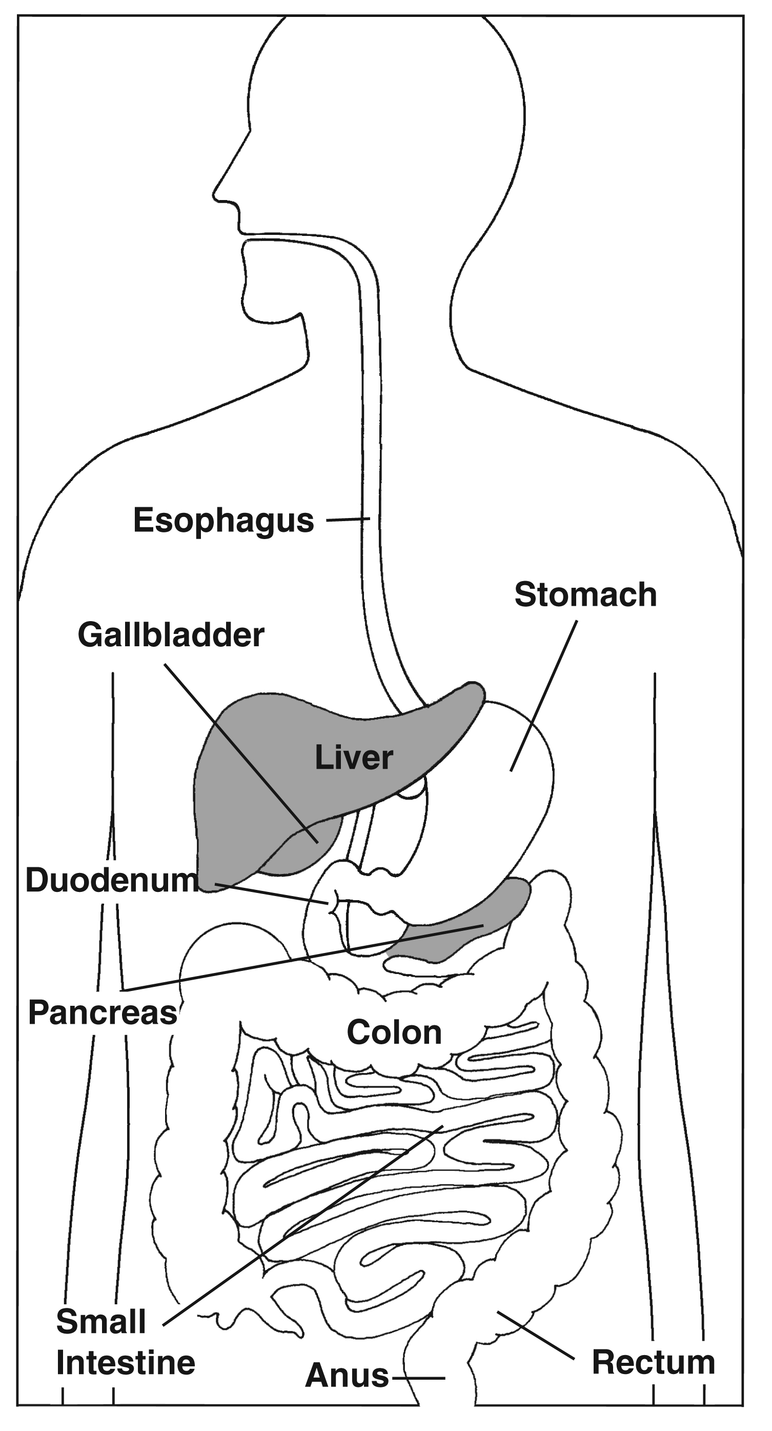pancreas digestive system