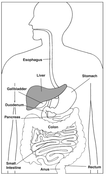 The Digestive System Focusing on the Liver | Media Asset | NIDDK