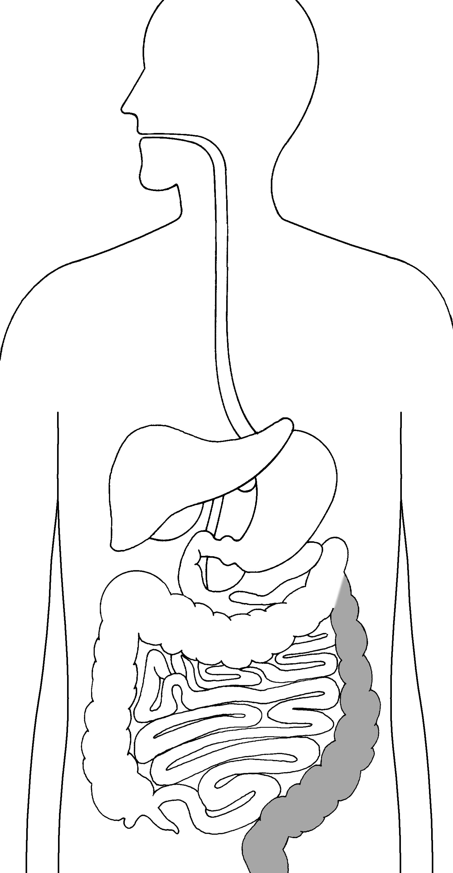 The Digestive System Focusing on the Sigmoid Colon and Stomach | Media ...