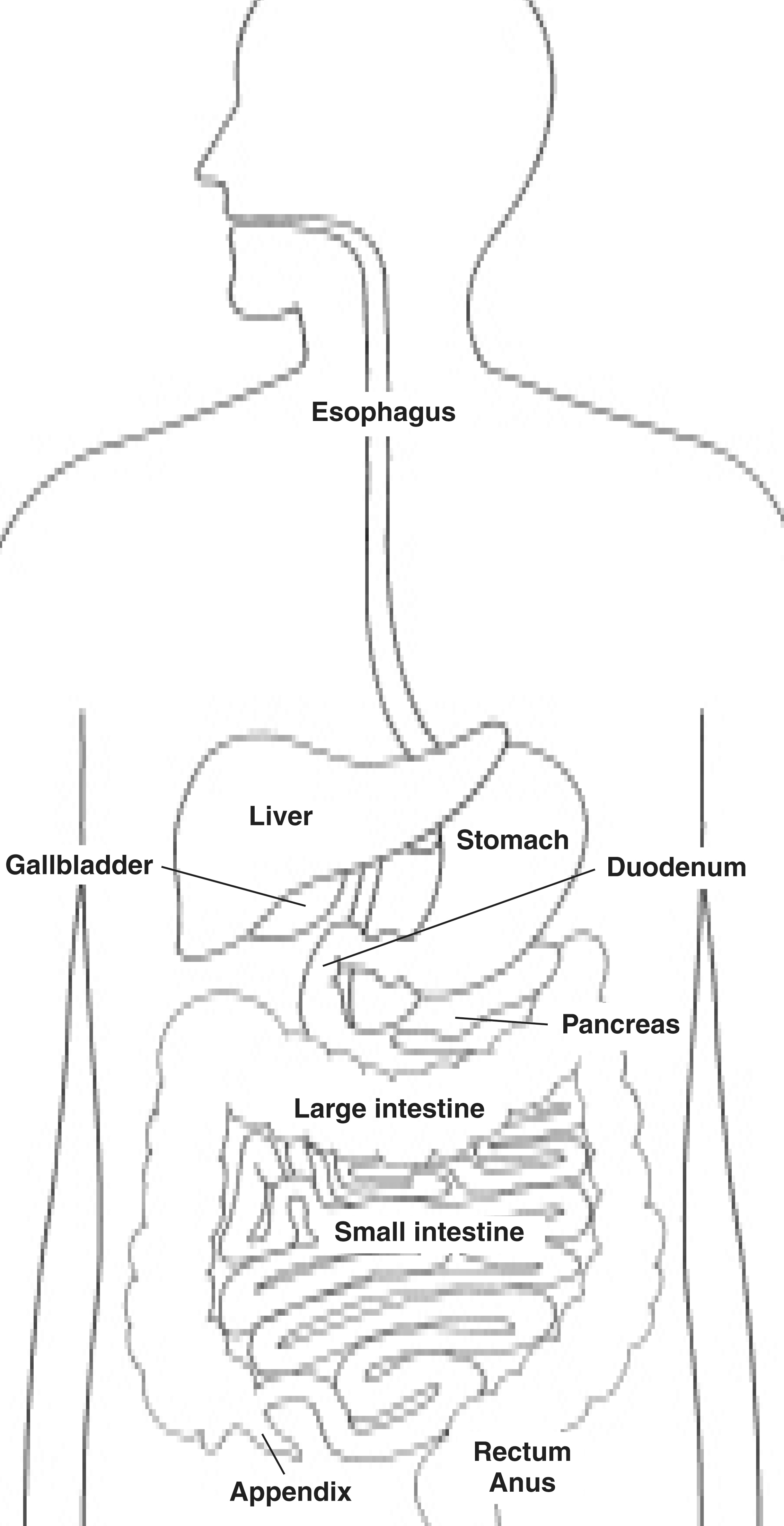 The Digestive System | Media Asset | NIDDK