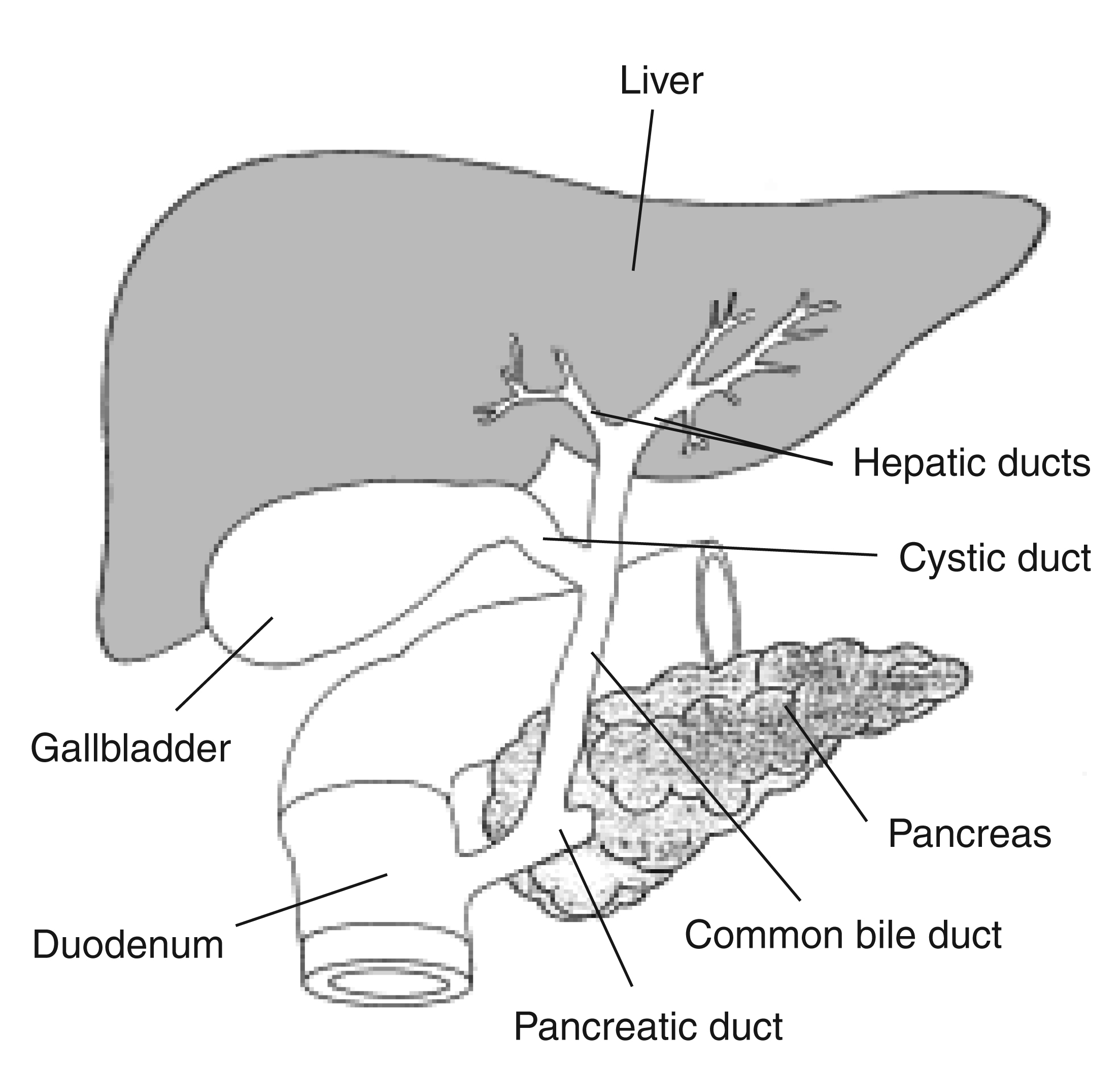 cystic duct