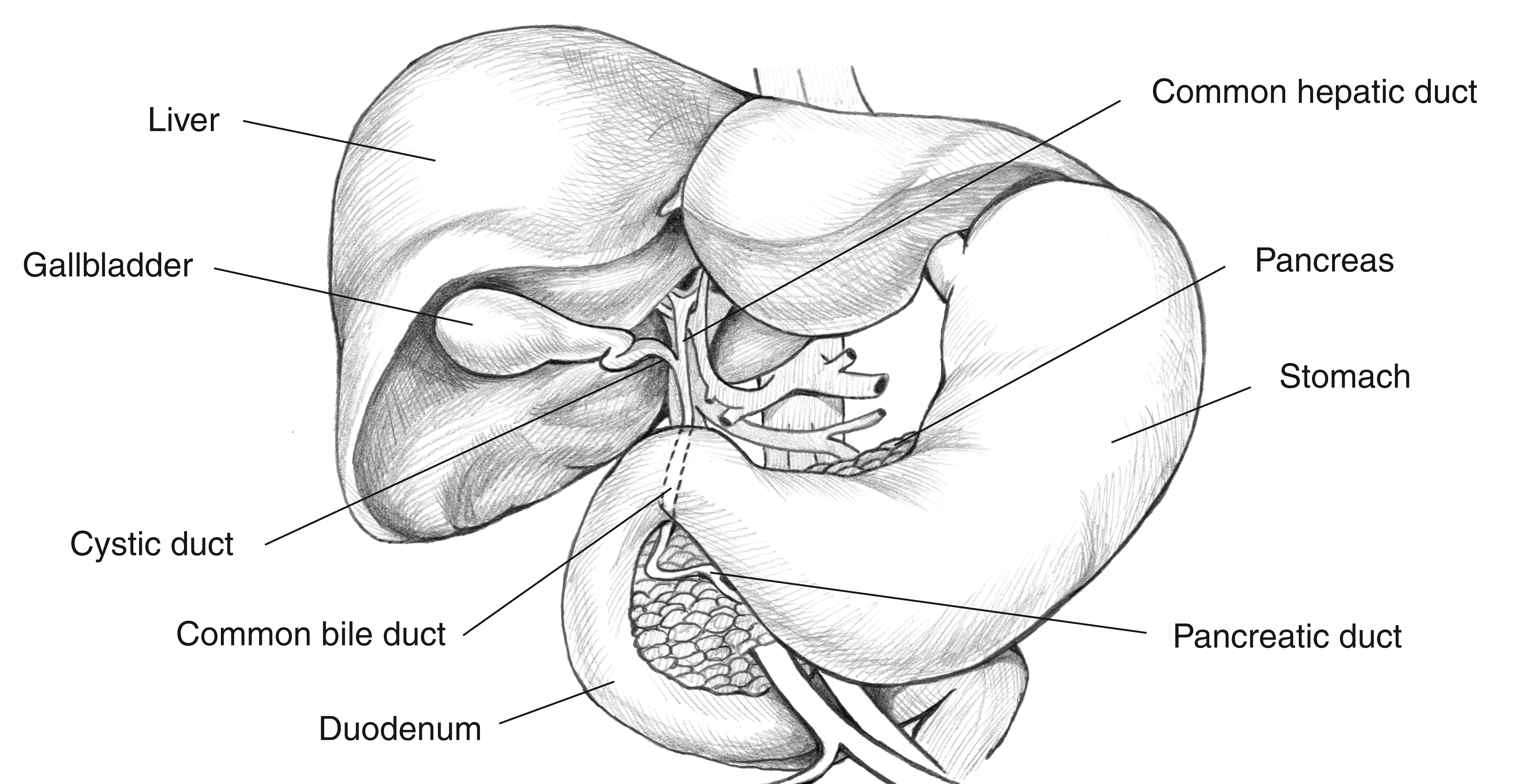 liver and gallbladder diagram