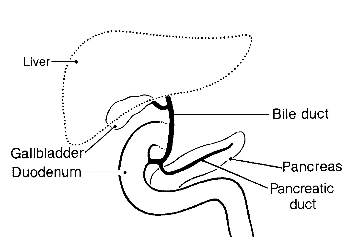 The Pancreas in Relation to Local Organs and Conduits with Labels