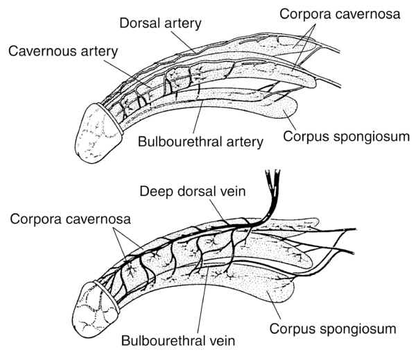 Anatomy of the Penis