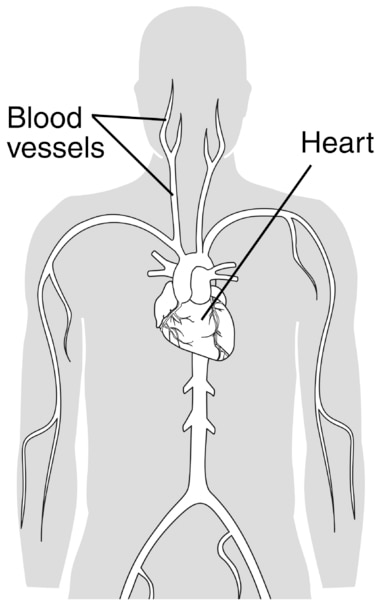 blood vessels diagram to label